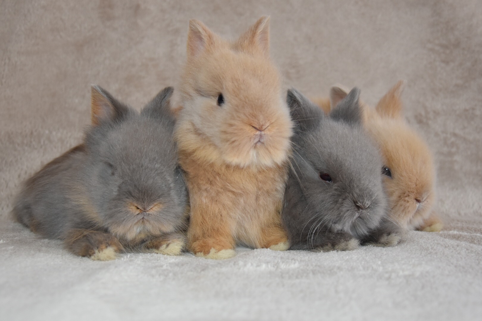 Hobby konijnen fokkerij van teddy dwerg konijnen Oudewater. Wij zijn hobbyfokkers van langharige ras teddy dwerg konijnen.Konijnenstal TeddyLove | Hobby fokker van Teddy Dwerg konijnen