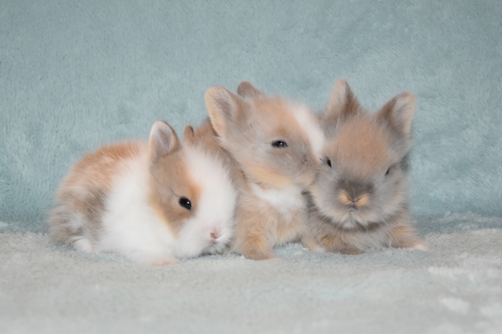 Hobby konijnen fokkerij van teddy dwerg konijnen Oudewater. Wij zijn hobbyfokkers van langharige ras teddy dwerg konijnen.Konijnenstal TeddyLove | Hobby fokker van Teddy Dwerg konijnen